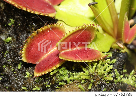 ハエトリグサ 67762739