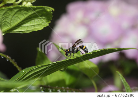 ハチモドキハナアブ 67762890