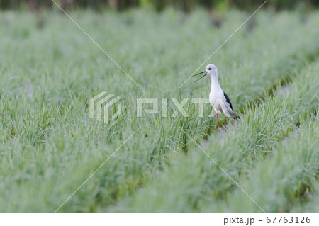 鳴くセイタカシギ 67763126