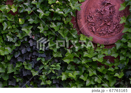 つたの壁 67763165