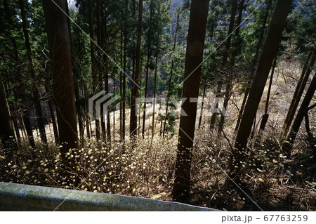 群馬県桐生市梅田町 桐生川上流 林道三境線の途中 ミツマタ群生地付近 群馬県桐生市梅田町 桐生川上流 林道三境線の途中 ミツマタ群生地付近 67763259