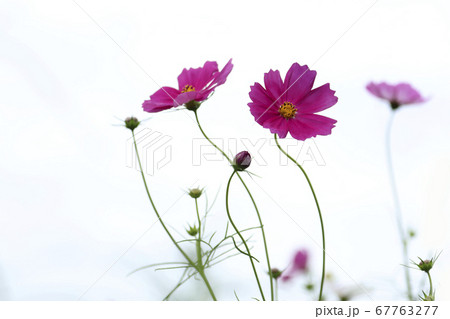 コスモス コスモス 67763277