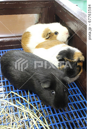 三匹のモルモット 67763584