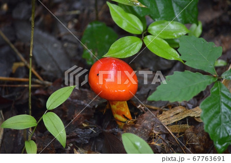 タマゴタケ 67763691