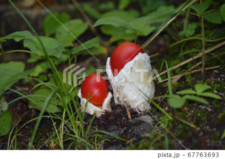 タマゴタケ 67763693