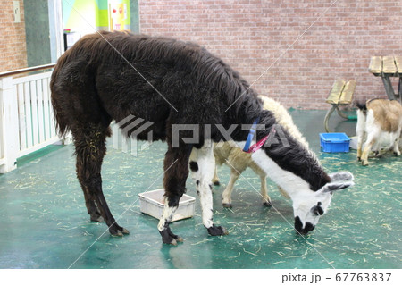 動物園のラマ 67763837