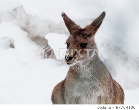 ワラビー ワラビー 67764106