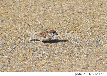 山田池公園 67764147