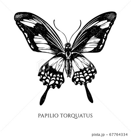 Vector set of hand drawn black and white papilio torquatus 67764334