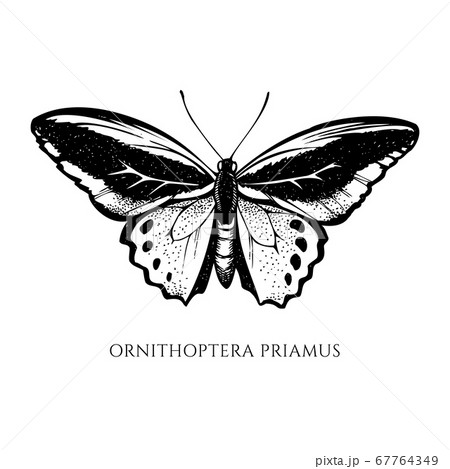 Vector set of hand drawn black and white common green birdwing Vector set of hand drawn black and white common green birdwing 67764349