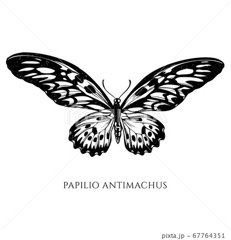 Vector set of hand drawn black and white african giant swallowtail 67764351