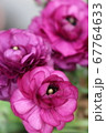 満開のラナンキュラス 67764633