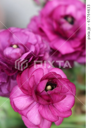 満開のラナンキュラス 67764633