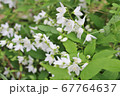 満開の姫うつぎ 67764637