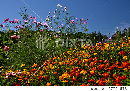 秋の草花が咲く里山ガーデン 67764658