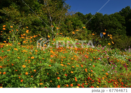 秋の草花が咲く里山ガーデン 67764671
