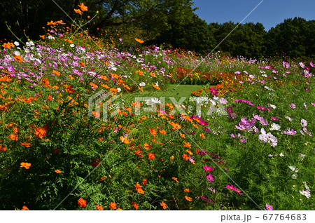 秋の草花が咲く里山ガーデン 67764683