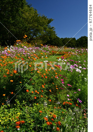 秋の草花が咲く里山ガーデン 67764684