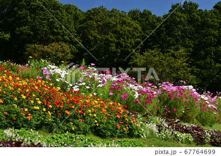 秋の草花が咲く里山ガーデン 秋の草花が咲く里山ガーデン 67764699