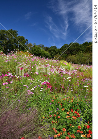 秋の草花が咲く里山ガーデン 秋の草花が咲く里山ガーデン 67764714