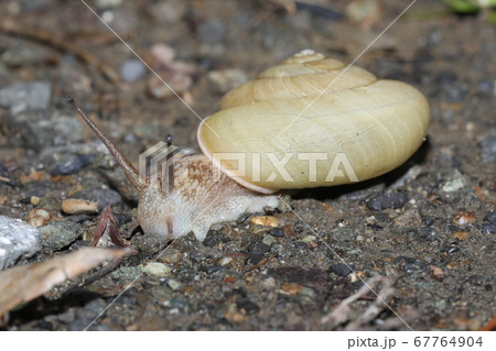 白いミスジマイマイ 白いミスジマイマイ 67764904