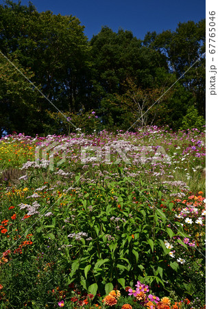 秋の草花が咲く里山ガーデン 67765046