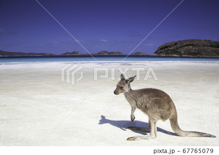 カンガルーの子供のワラビーが西オーストリアにあるエスペランスのラッキーベイビーチでくつろいでいる様子の写真素材