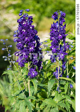 Candle larkspur, Delphinium elatum 67765086