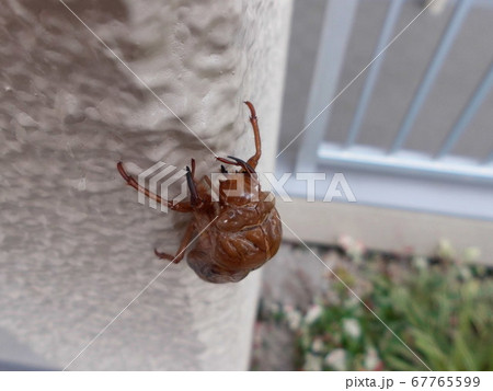 蝉の抜け殻 前面アウトアングル 蝉の抜け殻 前面アウトアングル 67765599