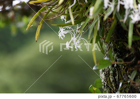 フウランと古木 67765600