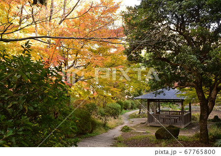 秋の紅葉に染まる生田緑地 67765800