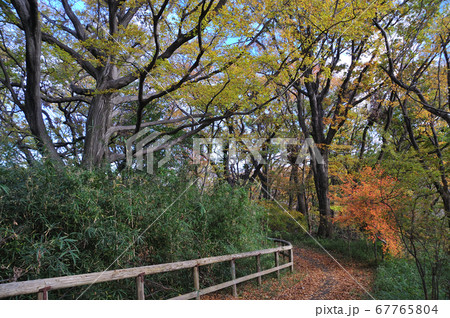 秋の紅葉に染まる生田緑地 67765804