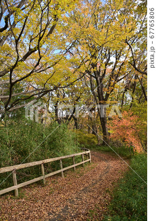 秋の紅葉に染まる生田緑地 67765806