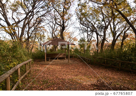 秋の紅葉に染まる生田緑地 67765807