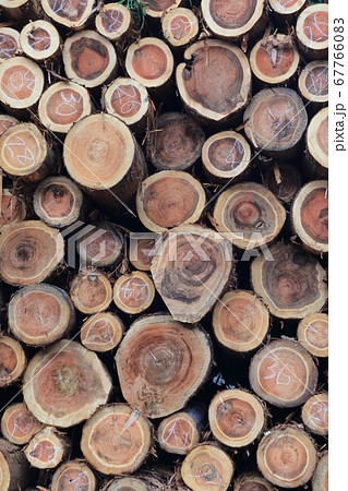 丸太の木口 67766083