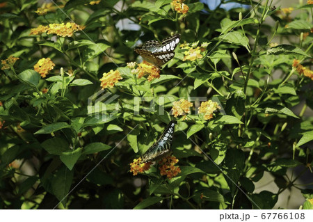 Natural photo: butterfly at the Botanic Garden (Vietnam) 67766108