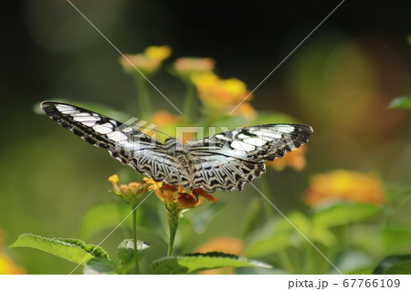 Natural photo: butterfly at the Botanic Garden (Vietnam) 67766109