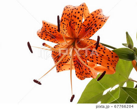 オニユリの花 67766204