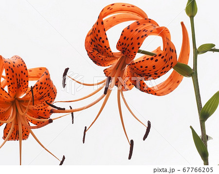 オニユリの花 オニユリの花 67766205