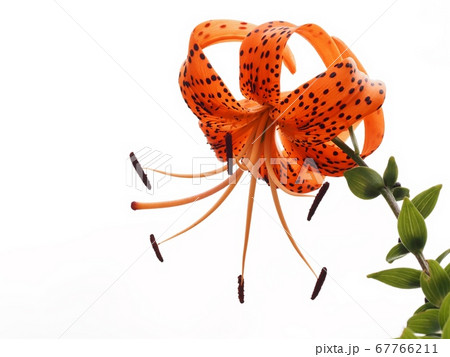 オニユリの花 67766211