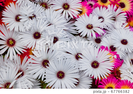 満開のリビングストンデージーの写真素材