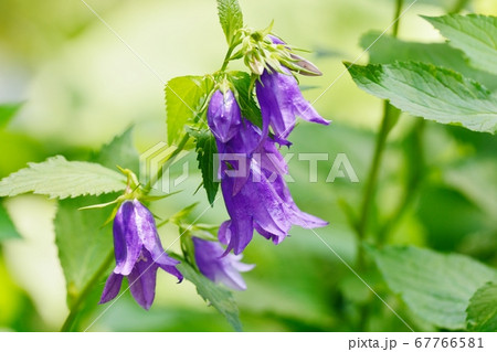 サラガミネキキョウ 67766581