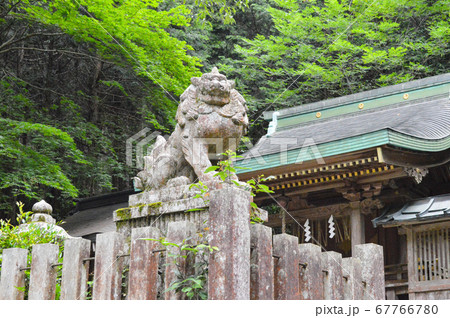 苔むした京都の森で、江文神社の神域を守る狛犬 67766780
