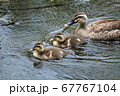 川を泳ぐカルガモ親子 67767104