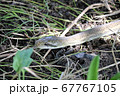 地面を這うアオダイショウ 67767105