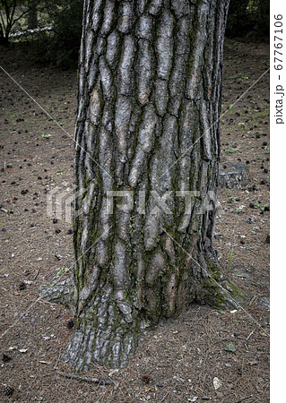 植物 樹皮 松 67767106