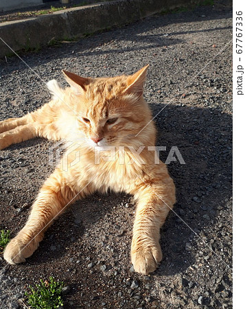 スフィンクスみたいな公園猫 スフィンクスみたいな公園猫 67767336