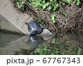 川岸にあがるスッポン 67767343