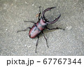 ノコギリクワガタのオス 67767344