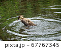 川で飛びあがるカルガモのヒナ 67767345